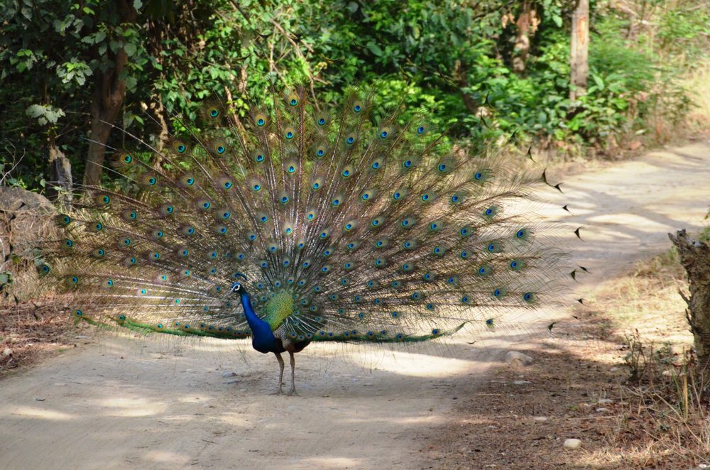 Nainital - Jim Corbett - Mussoorie